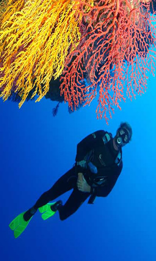Diver-Barrier Reef